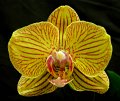 Phal. Brother Golden Potential x Luchia Stripes2